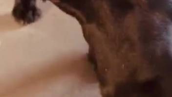 Ebony beast passionately tonguing woman's intimate area