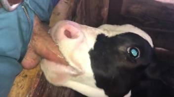 Young calf tongues guy's hard cock until cum shoots out