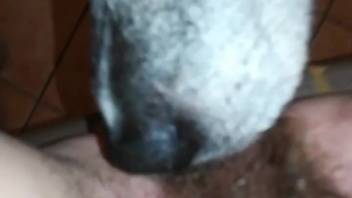 Bushy pussy getting satisfied by a filthy animal