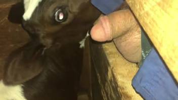 Man exposes his dick and permits the animal to suck it also