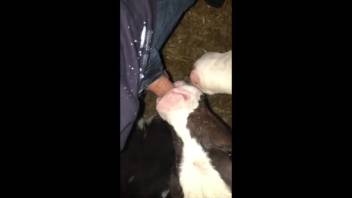 Guy shoots his cum across the heifer's attractive mug