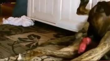 Inexperienced spouse yearns for the canine's damp cock during solitary domestic deviances