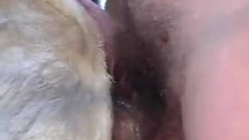 Furry dude with a great butt penetrating sheep profoundly
