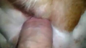 Guy thrusts his dick into a bitch's cunt to bang her roughly