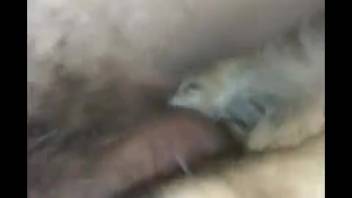 Guy demonstrates oral sex with dogs and it's downright ugly