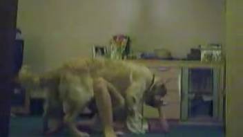 Aroused canine leaps onto a young woman in a white gown