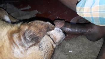 Canine satisfies master by tonguing his large ebony shaft on webcam