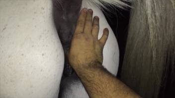 Pale female horse's vagina thumbed by an occasional animal lover