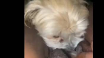 Delicious vagina woman being tongued by a hot pup