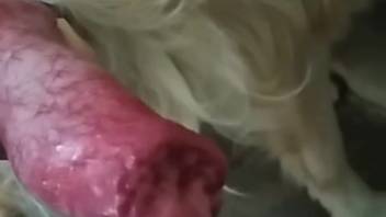 Attractive canine penis is set to be stimulated intimately
