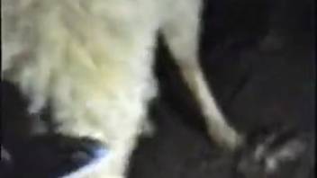 Guy bangs fluffy creature on the ranch and knocks it up