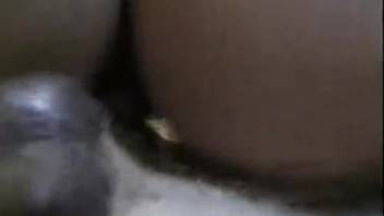 Pair of sun-kissed dark-haired girlfriends banging a hung canine stud together