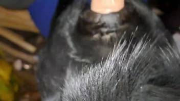 Ebony beast being savagely hammered from the rear