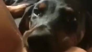 Canine satisfies naked woman by tonguing her temperamental vagina