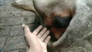Aroused man desires to fondle the animal's vagina in homemade explicit video.