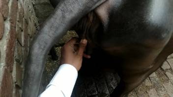 Wild beast's vagina being stimulated by fingers in a first-person perspective adult film