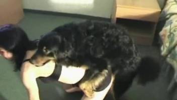 Ebony canine thrusts into an aroused animal lover in missionary position