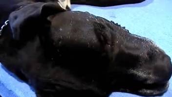 Loira zoófila transa com seu cachorro e marido em ménage bestialidade