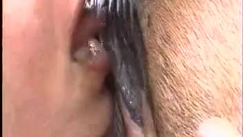 Filthy rural babe tongues her stud horse's butthole
