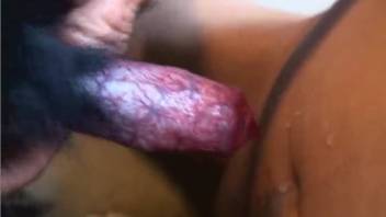 Harsh beastiality video featuring jizz on the booty for a novice duo
