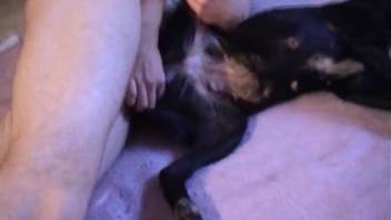 Vile man pounds tiny dog with his massive rigid dick