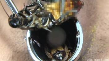 Twisted bestiality fetish erotica with submissive Japanese girls 18+